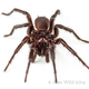 Illustration for article titled An Incredible Close-Up View Of One Of The World's Most Venomous Spiders